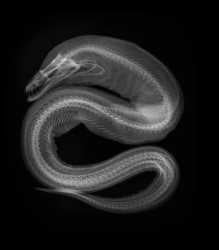 Worm