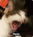 Cat Panic