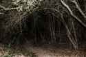 creepywoods