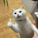 thumbs up