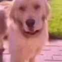 dog getthefuckawayfromme