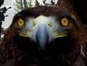 eagle