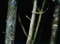ThePines