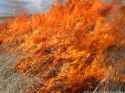 brush fire