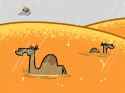 camels love muddy water