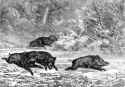 boars