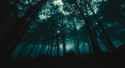 Dark forest comp