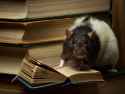 smart rat (players)
