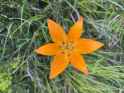 the most beautiful flower