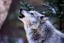 wolf pack