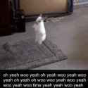 bunny bounce oh yeah woo