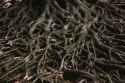 entangle