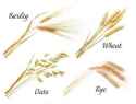 grains