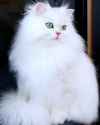 catsona.jfif