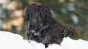 Bergamasco-Sheepdog