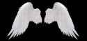 wings