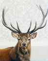 ANTLERS