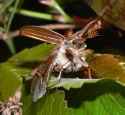 Cockchaffer