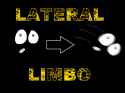 laterallimbo
