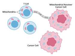 Mitochondrial Cancer Cell-Cancer Currents-Illustration_0