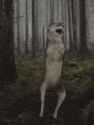 wolf-dance.gif