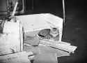 ‘Whisky’_the_cat,_pet_and_mascot_of_HMS_Duke_of_York_(6105339563)