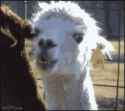 llama-stare