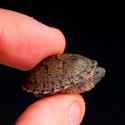 baby_razorback_musk_turtle_1__80338