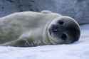 Bébé_Phoque_de_Weddell_-_Baby_Weddell_Seal