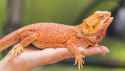 sandfire-red-bearded-dragon-close-up-sz3