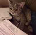 studycat