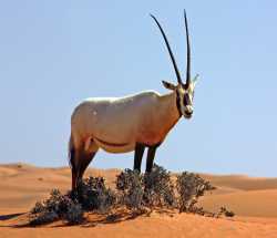 oryx