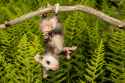 opossum2