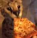cat-pizza