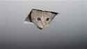 ceiling-cat