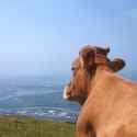 LoveThisCow