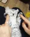 cat-cat-meme