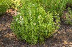 How-to-Grow-and-Care-for-Common-Thyme-Hero