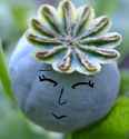 Penelope the poppy pod