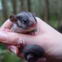 10_-_leadbeaters_possum_in_victoria_-_credit_dan_harley_-_healesville_sanctuary