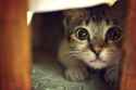 scur d. cat