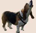 doggola