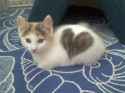 1c401d40b1d5863273e098f0b933d803--adorable-animals-adorable-kittens