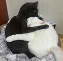 Two_hugging_cats