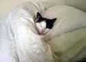 slep