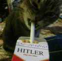 cat smoking on the hitler pack