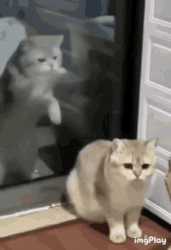 cat-scratch