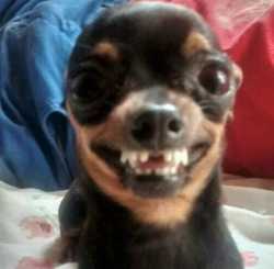 doge-1