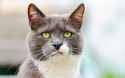 disgustedcat