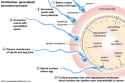sperm-cell-changes-layers-contact-prominence-spermatozoa